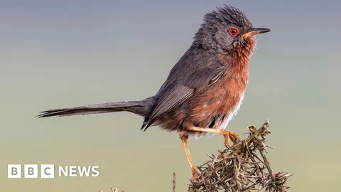 Record numbers of Dartford warblers at nature site