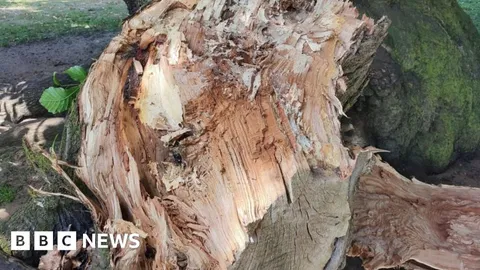 Can a heatwave cause trees to fall?