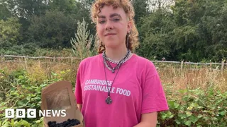 'Why we are rescuing unpicked blackberries'
