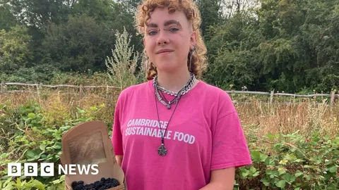 'Why we are rescuing unpicked blackberries'