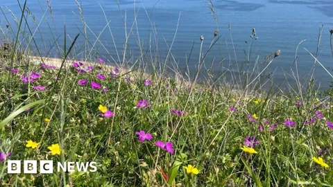 Rare coastal grassland restoration completed