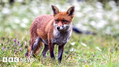 Citizen scientists needed to protect wildlife