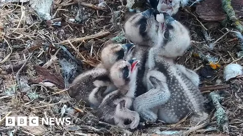 Ospreys hatch fourth and final egg of the season