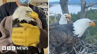 Where is Jackie? Beloved live cam eagle in critical condition