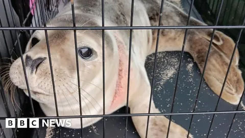 The fight to stop animals dying in fishing nets