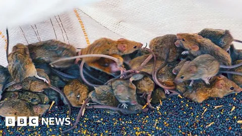 'It's like a decaying body': Australian farmers battle mouse plague 