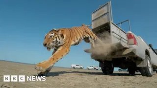 Moment first rare tiger in 70 years released in Kazakhstan