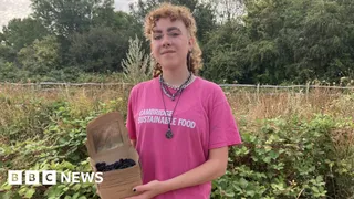 'We are rescuing unpicked blackberries'