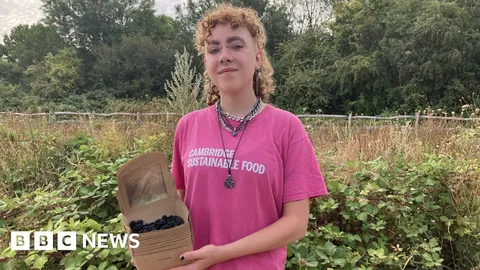 'We are rescuing unpicked blackberries'