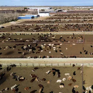 New World screwworm confirmed in Texas, stoking fresh cattle fears