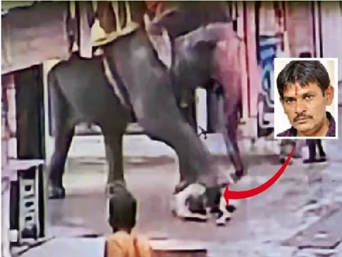 मांगलिक कार्यक्रम के बाद शहर में घुमा रहे थे हाथी:गुड़ खिला रहे ऑटो चालक को हाथी ने सूंड में लपेटा, दो बार कुचला; मौत 