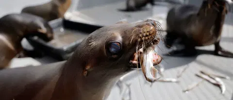 Sea Lion Charges At Fisherman, Steals Yellowfish Tuna In Incredible Display Of Thievery