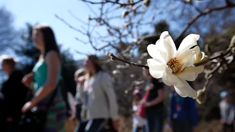 Hundreds gather to smell rare ‘corpse flower’ blooming in London
