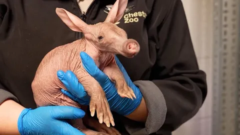 Rare aardvark born at UK’s Chester Zoo