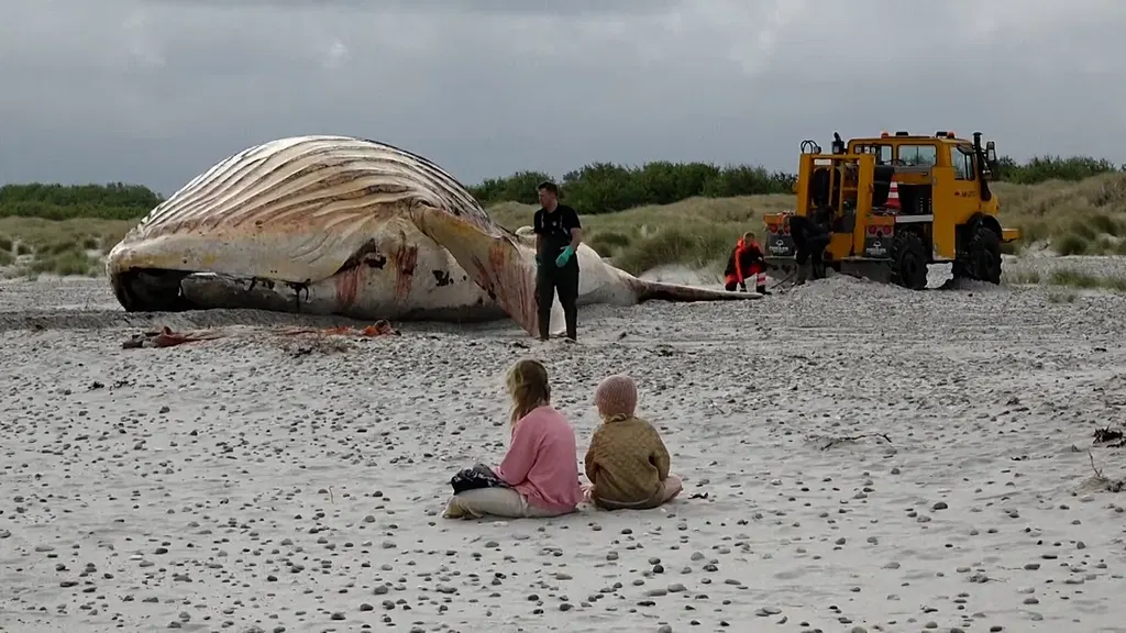 ‘Timmy’ the humpback whale hauled ashore on Danish island
