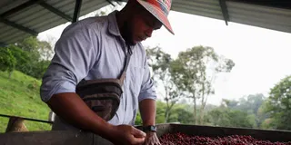 Arabica Coffee Prices Hit Record on U.S., Colombia Tariff Spat