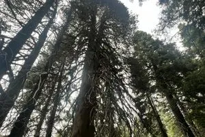 Champion Lodgepole Pine in Angelus Oaks, California