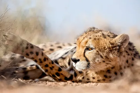 In wartime Iran, the Asiatic cheetah – a critically endangered species – faces an uncertain fate