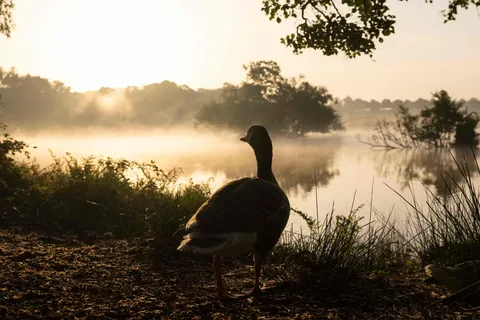 How France's early heatwave is affecting plants and wildlife