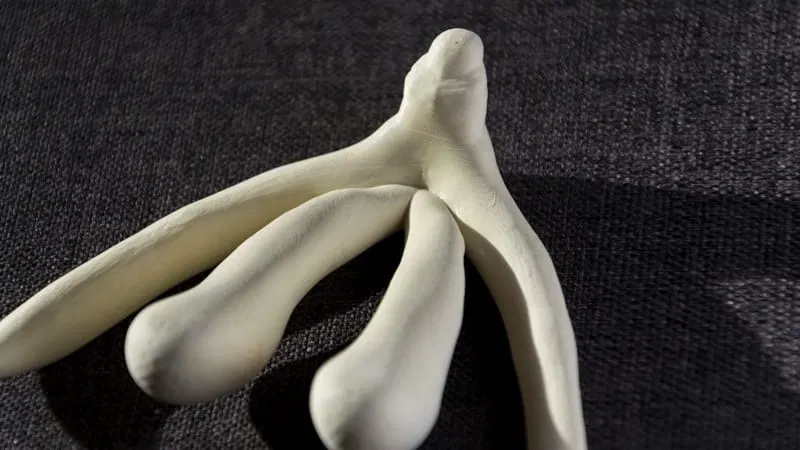 Micrometer CT Reveals Clitoral Neural Anatomy