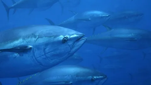 Who controls Indian Ocean tuna?