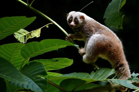 Slow lorises struggle to survive in the wild after captivity