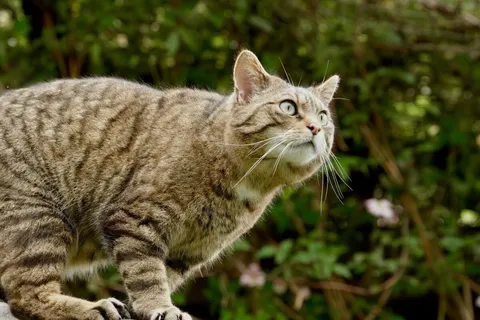 The European wildcat is back. In some places.