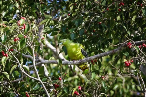 Timor green pigeon could go extinct without immediate action, study finds