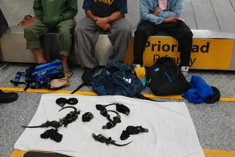 Three Thai nationals suspected of smuggling Galápagos iguanas arrested in Ecuador