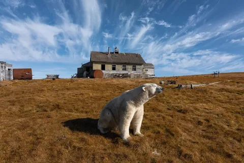 Polar bears off the ice: Photo of the week