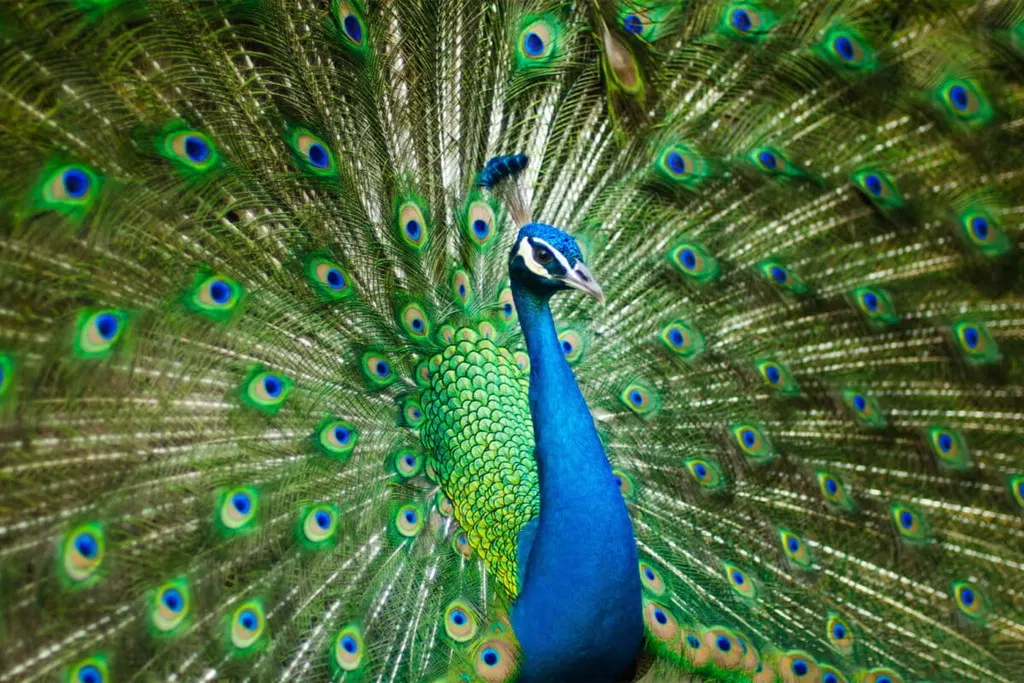 Bangladesh tests a return to the wild for extinct peafowl populations