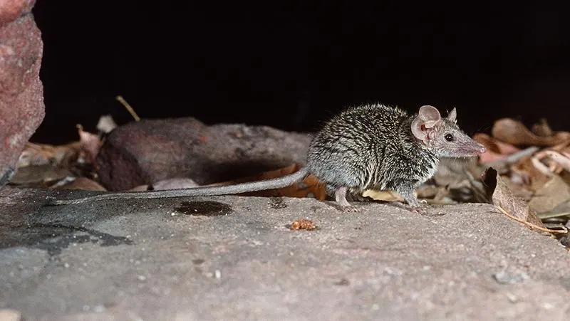 Tiny new marsupial species, not seen in two decades, confirmed from museum specimens
