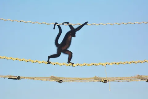 Zero roadkill as Amazon canopy bridges secure 15,000 crossings