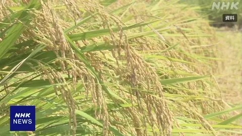 コメの民間在庫量 243万トン 6月末時点で過去最大に