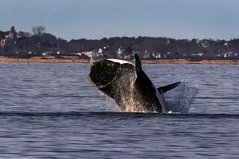 A Bit of Good News for Right Whales