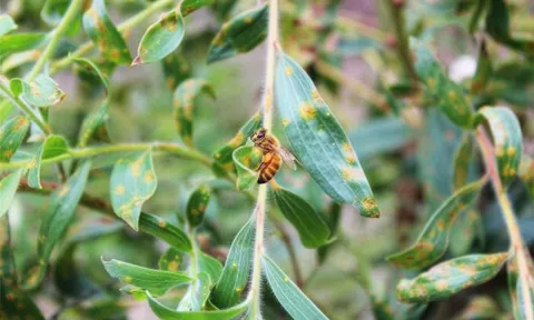 Why These Bees May Be Killing the Plants They Feed From