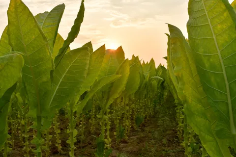 After Two Centuries of Mystery, This Is How Tobacco Plants Make Nicotine