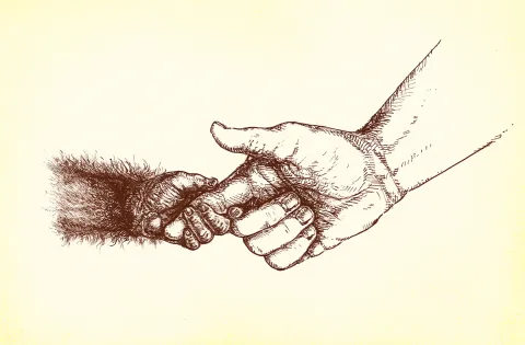 Why Did Humans Evolve to Favor One Hand Over the Other?