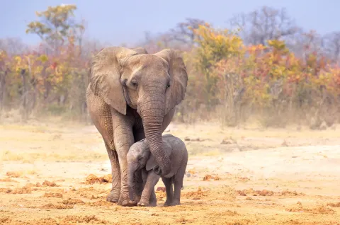 Other Animals Share Human Mothers’ Pain