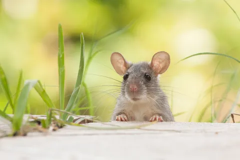 When a Century-Long Rodent Invasion Ends