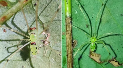 Smile, Arachnophiles! New “Happy-Face” Spider Species Discovered