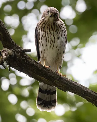 Juvenile Cooper's Hawk using branch for look out