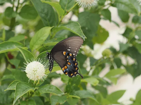 Spicebush Swallowtail