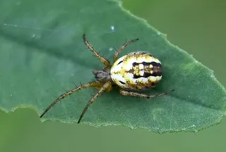 Streifenkreuzspinne (Mangora acalypha) (1)