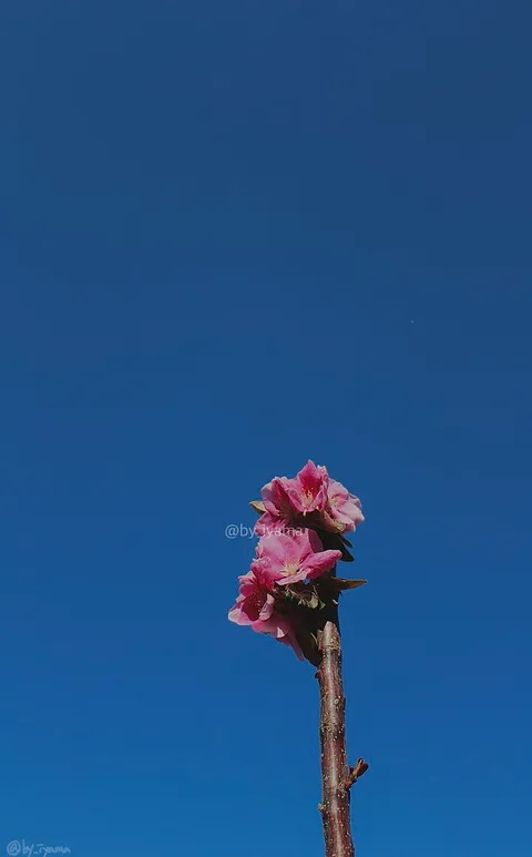 pink pink pink! :>