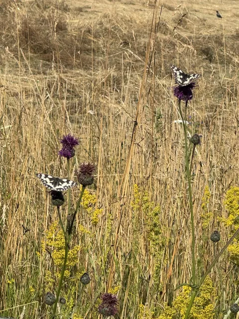 Schachbrett (Melanargia galathea)