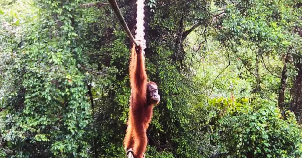 Orangutan seen using human-made bridge for the first time