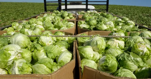Cyclosporiasis outbreak expands to 9 states