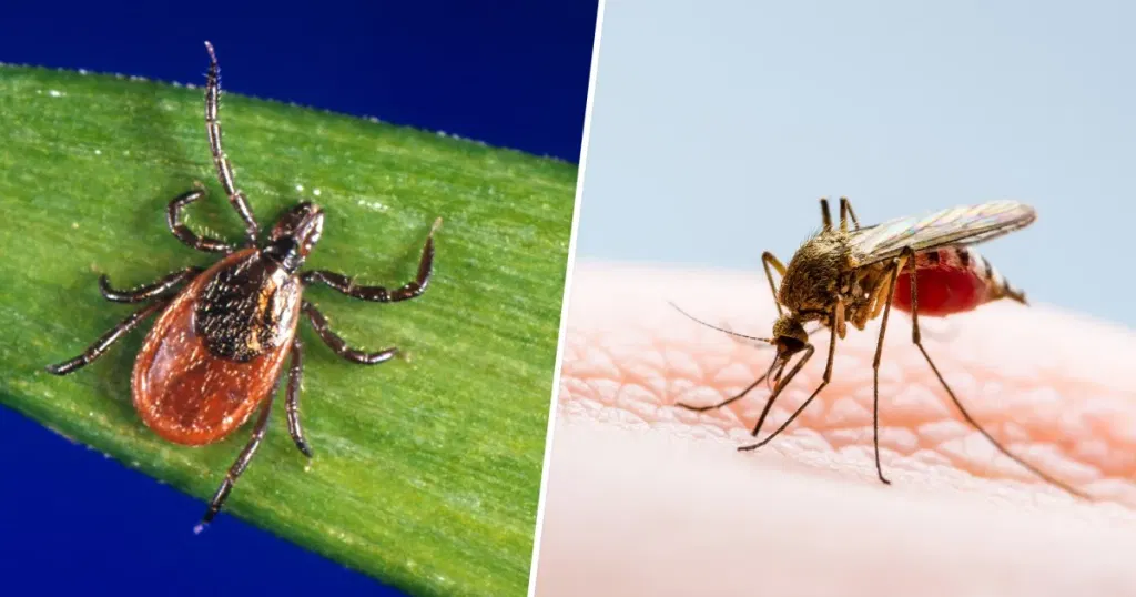 Tips to Protect Yourself From Ticks and Mosquitos This Summer
