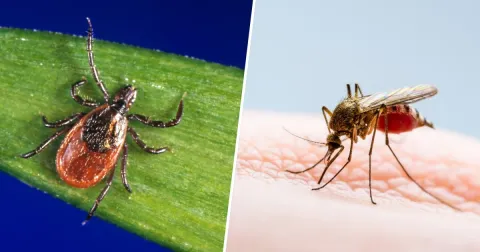 Tips to Protect Yourself From Ticks and Mosquitos This Summer